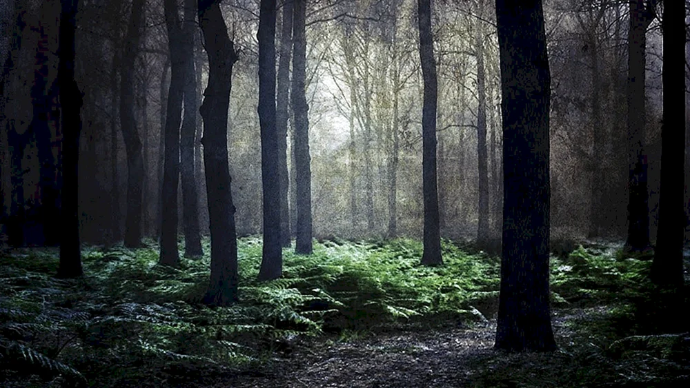 Dunkler Wald