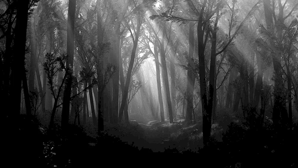 Dunkler Wald der Wälder