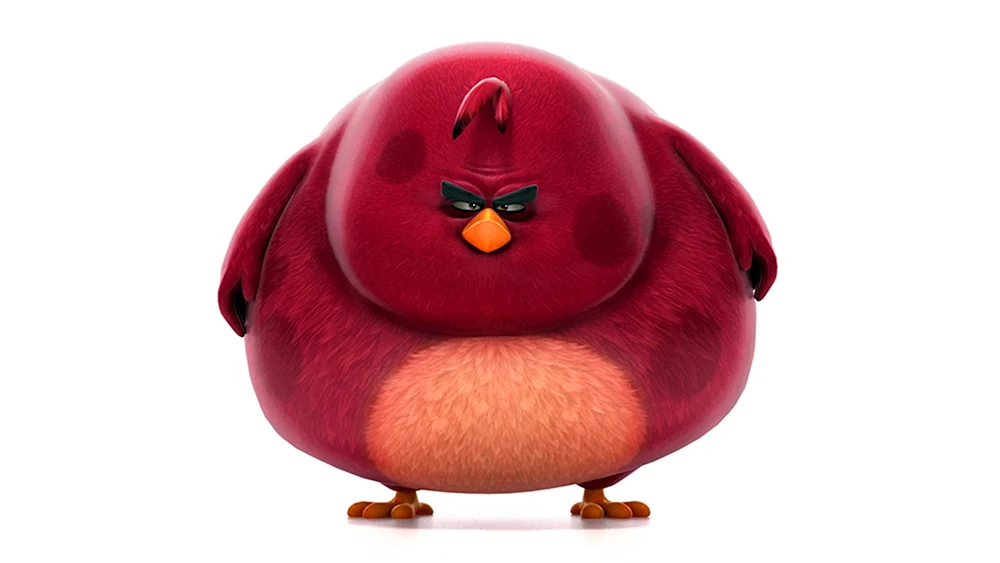 Zornvögel Terence