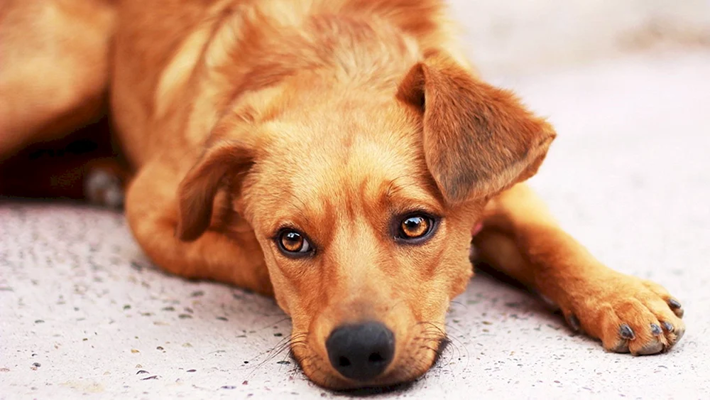 Roter Mischlingshund