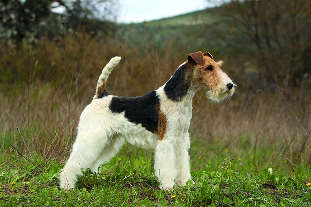 Fox Terrier