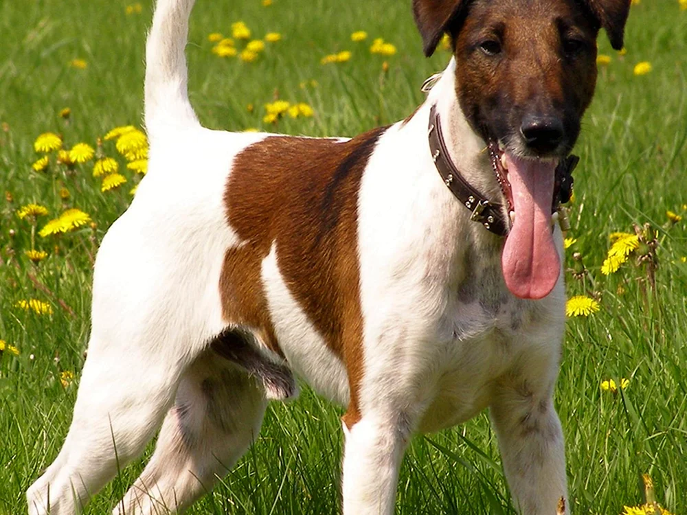 Terrier Fox Foxhound