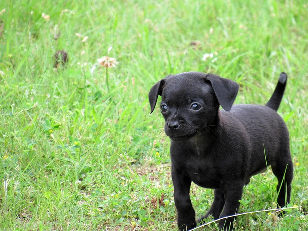 Glatthaar-Terrier schwarz
