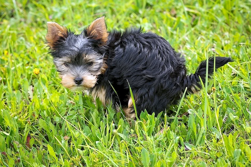 Yorkshire Terrier