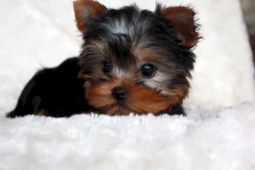Terrier Yorkshire Kleinhaar