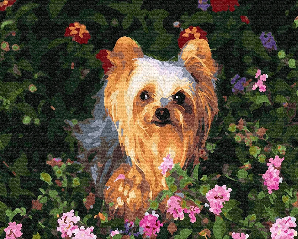 Yorkshire Terrier