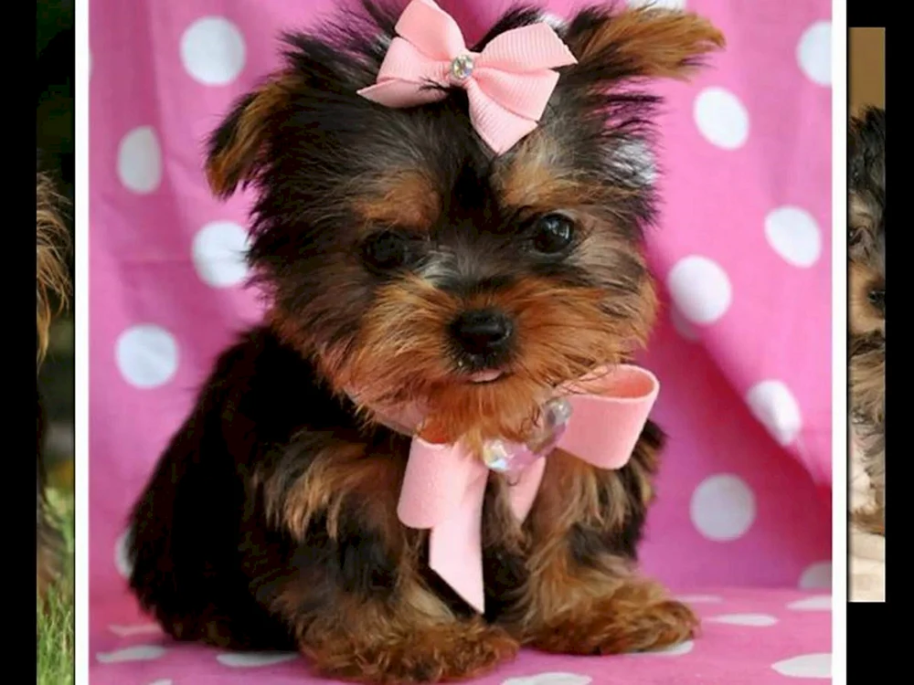 Yorkshire Terrier