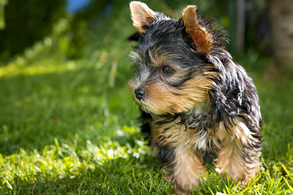 Yorkshire Terrier kurzhaarig