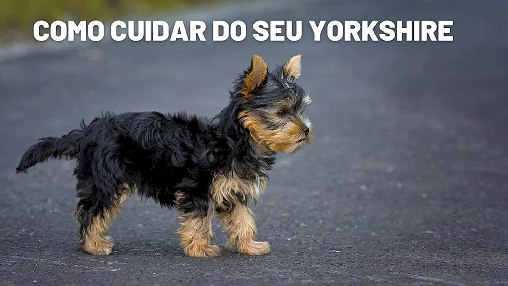 Yorkshire Terrier