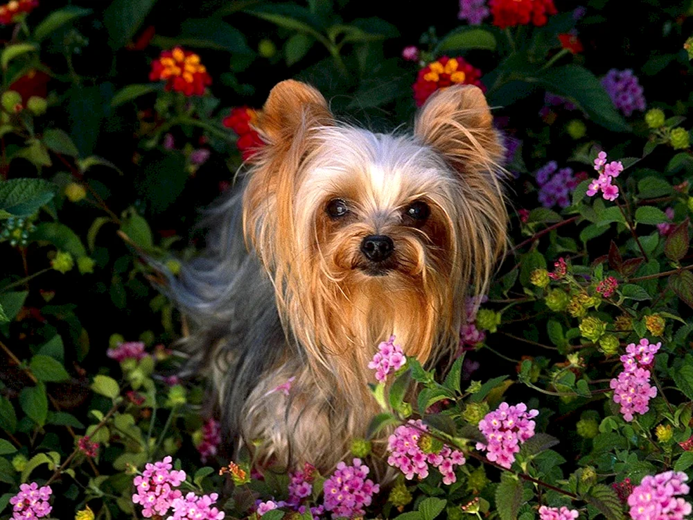 Little Chihuahua