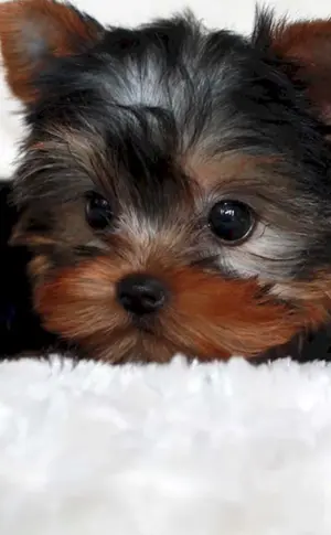 Yorkshire Minor Terrier