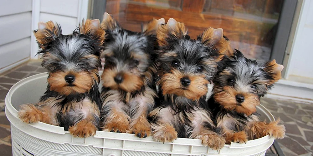 Yorkshire Minor Terrier