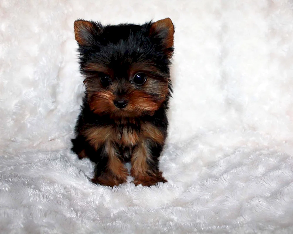 Yorkshire Minor Terrier