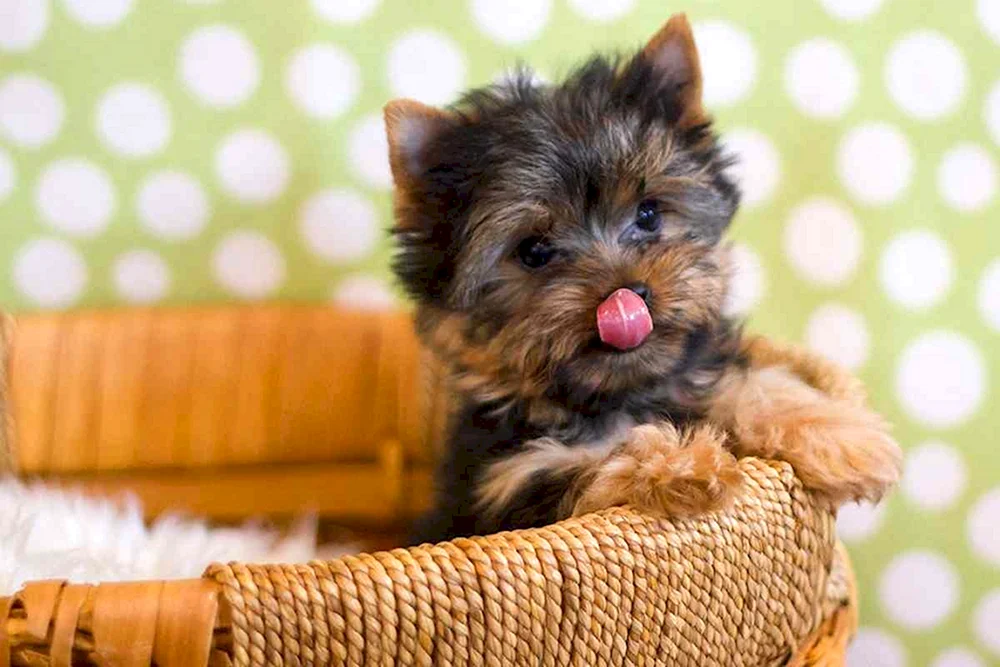 Yorkshire Terrier mit Welpen