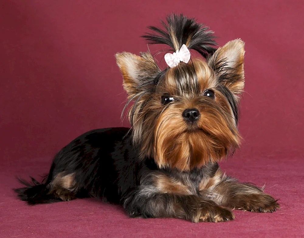 Yorkshire Terrier kurzhaarig