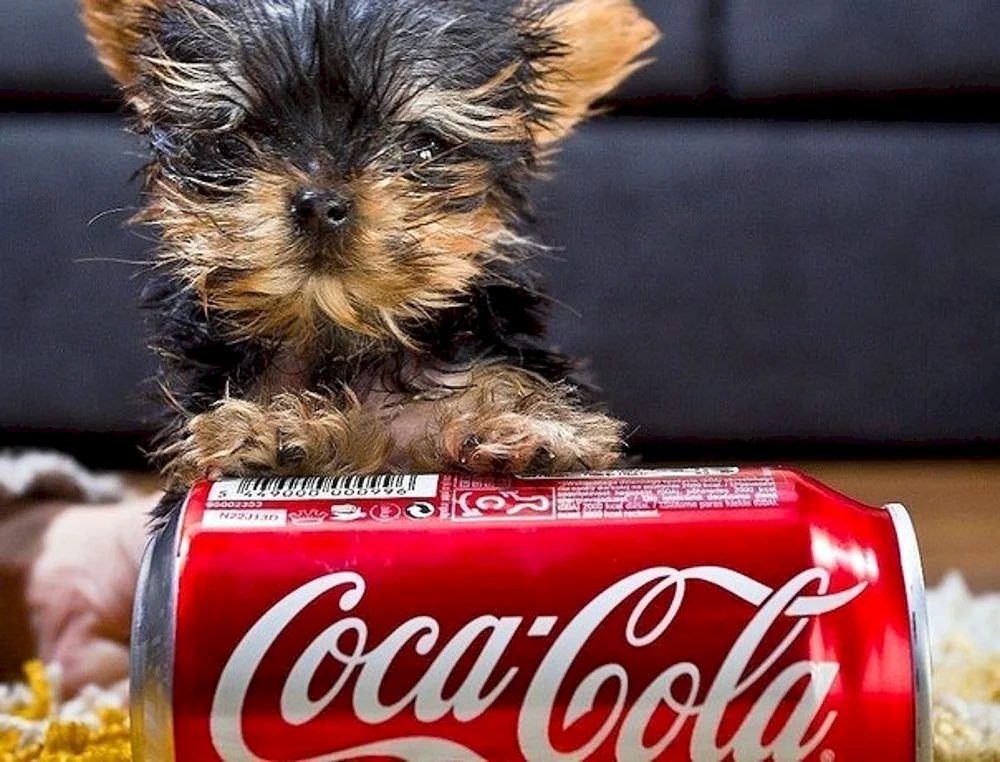 Chihuahua Welpe