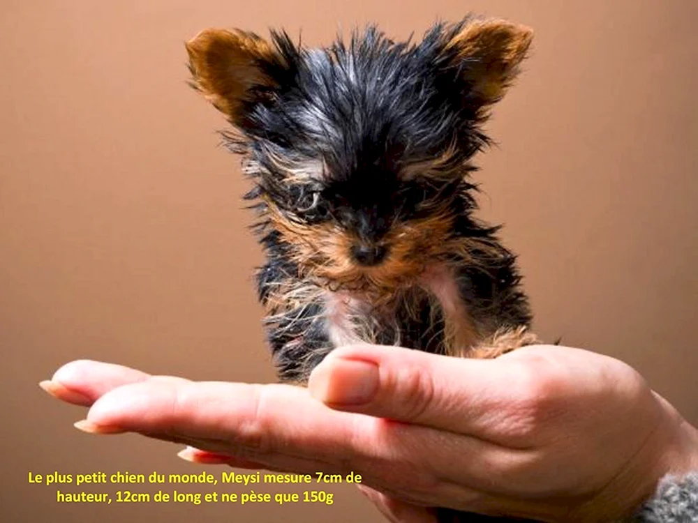 Terrier Macy