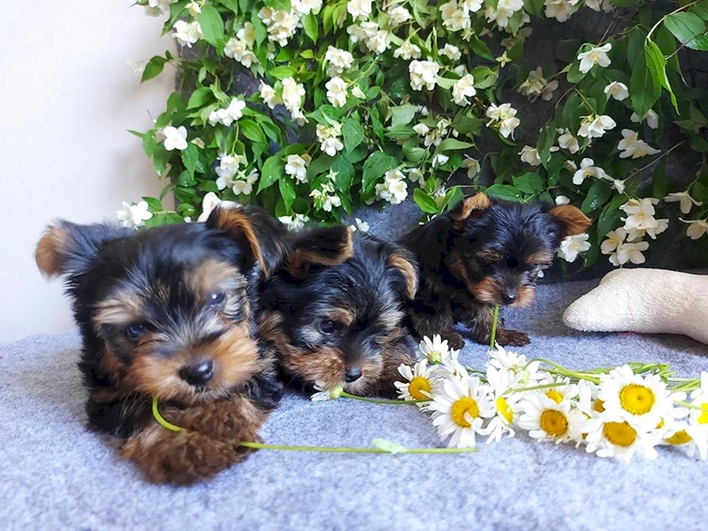 Terrier mini