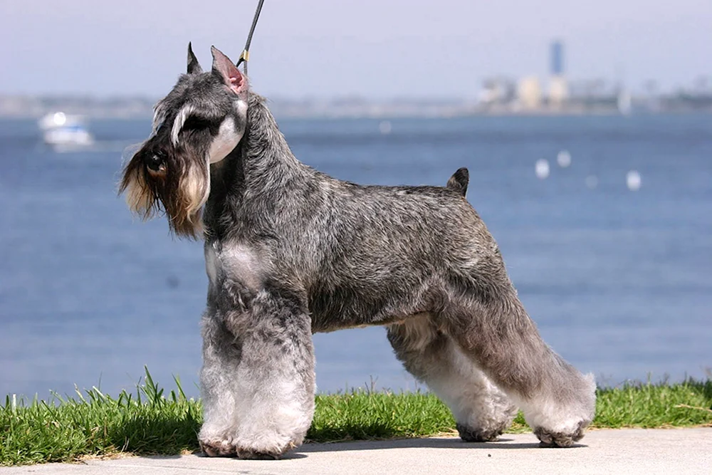 Irish Terrier