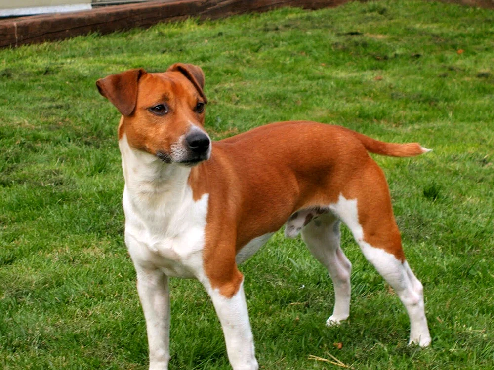 Hunderasse Beagle Beagle