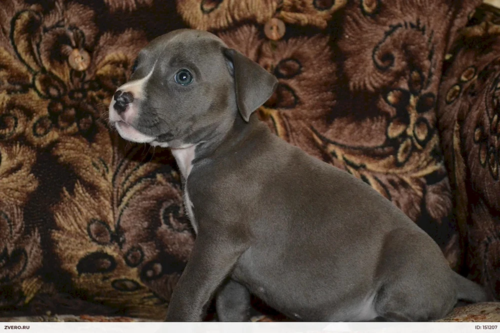 Amerikanischer Pit Bull Terrier