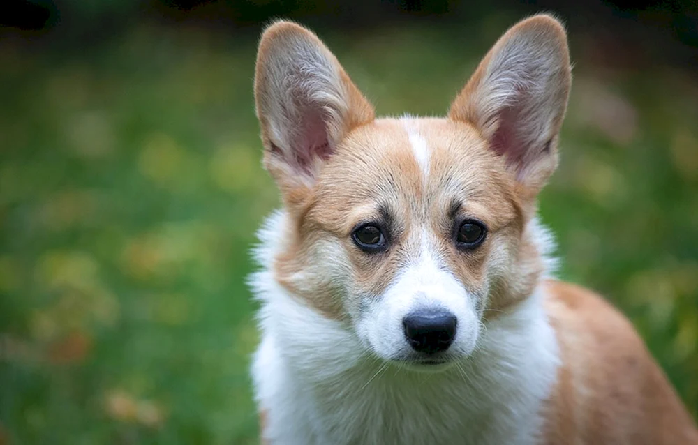 Welsh. Corgi Pembroke