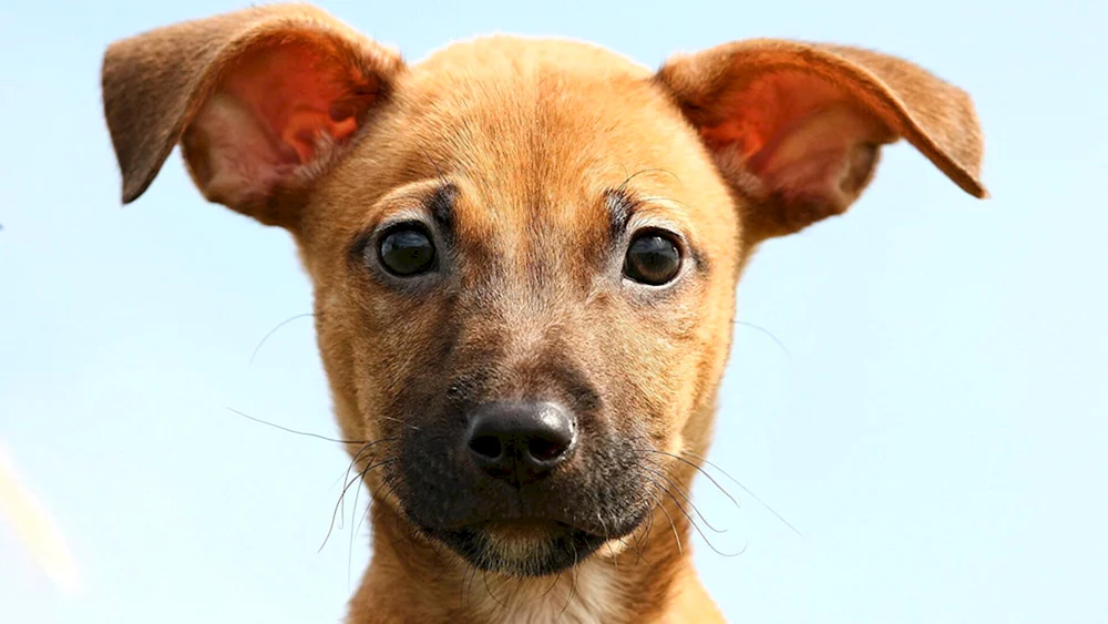 Terrier Ohren