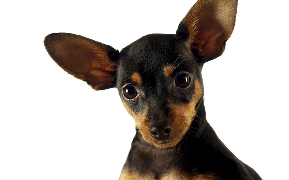 Yorkshire Terrier langhaarig