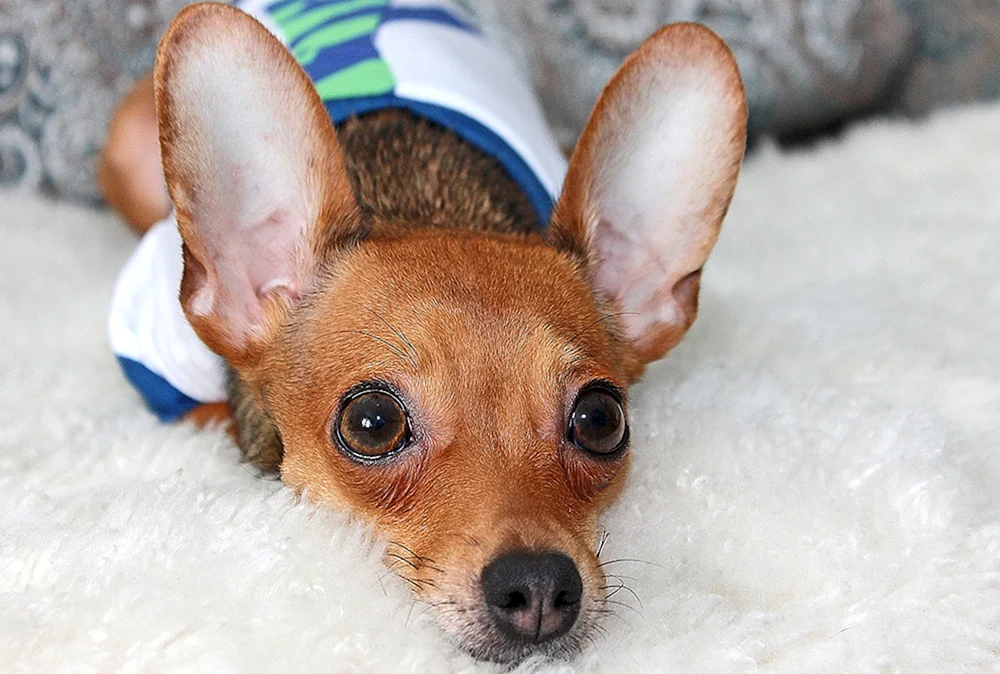 Kleine Hunde