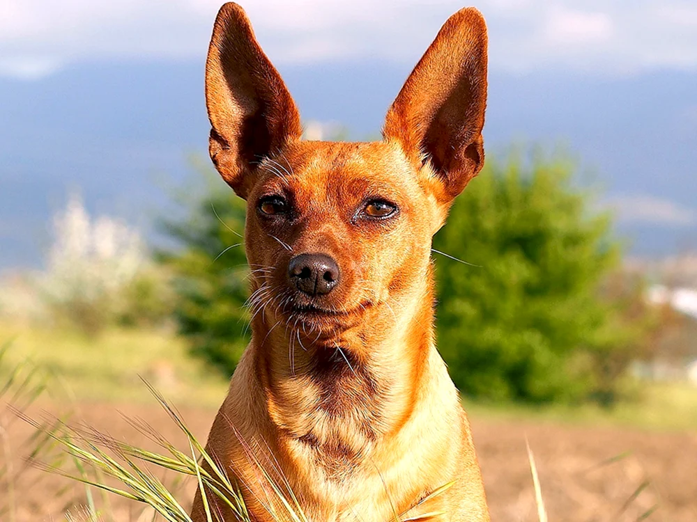 Terrier Ohren