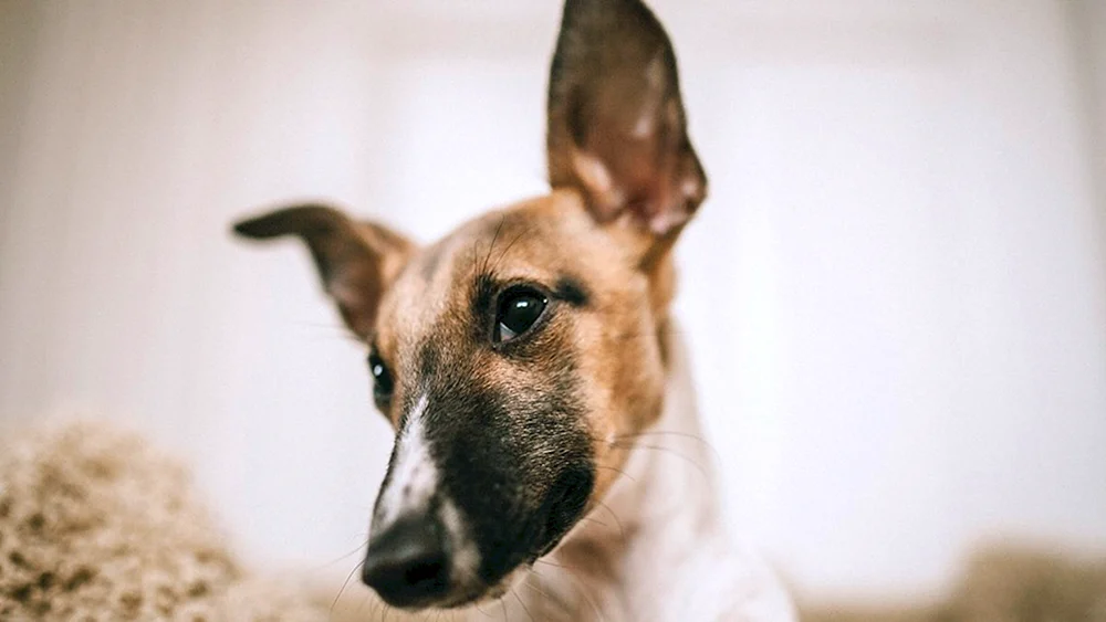 Terrier Ohren