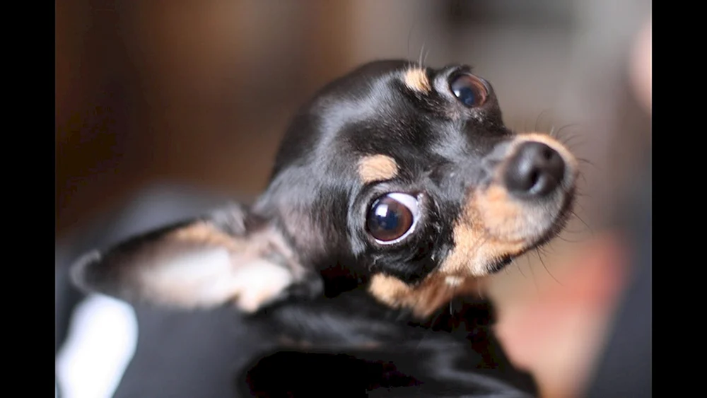 Terrier Ohren