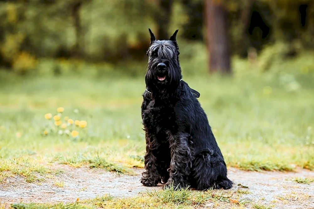 Bartloser Hund