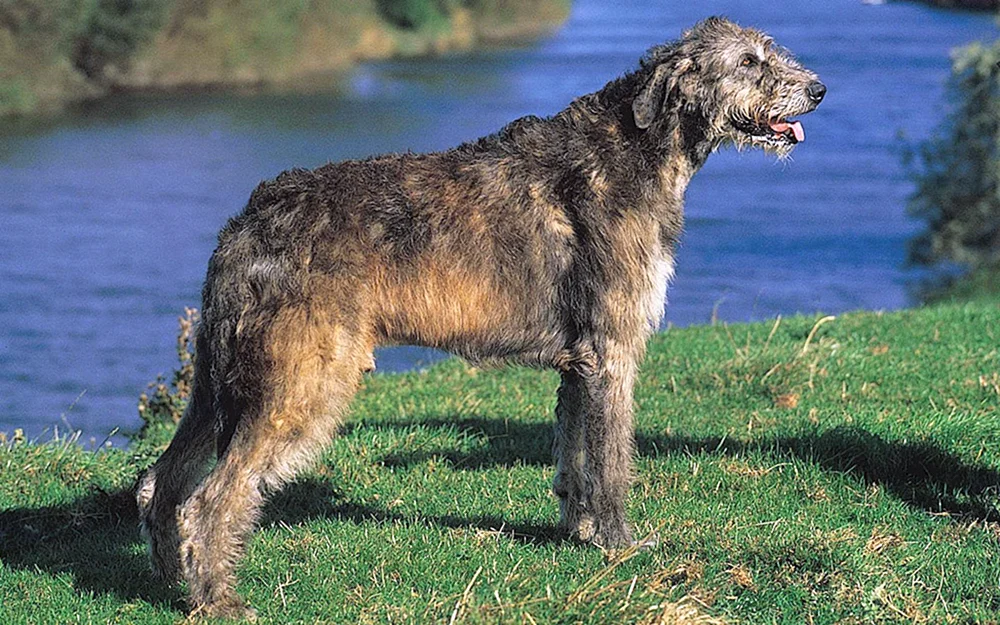Terrier