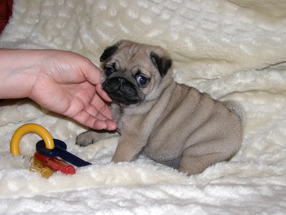 Terrier Mops