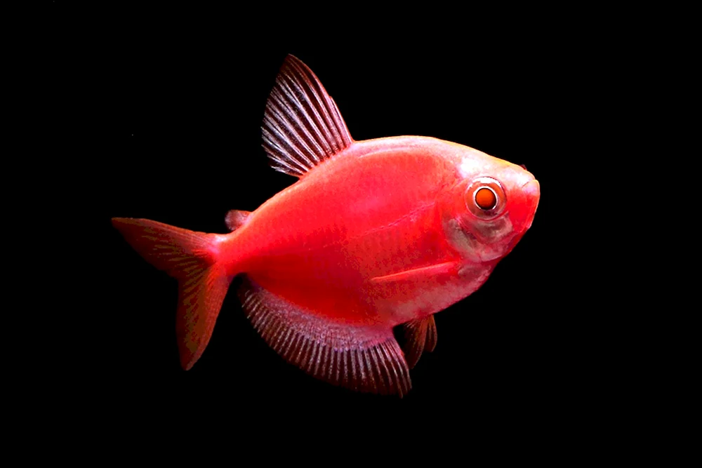 Ternecia glo rot