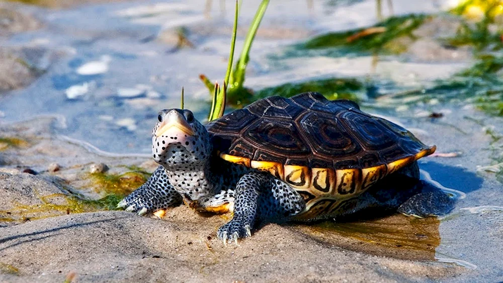 Terrapin-Schildkröte