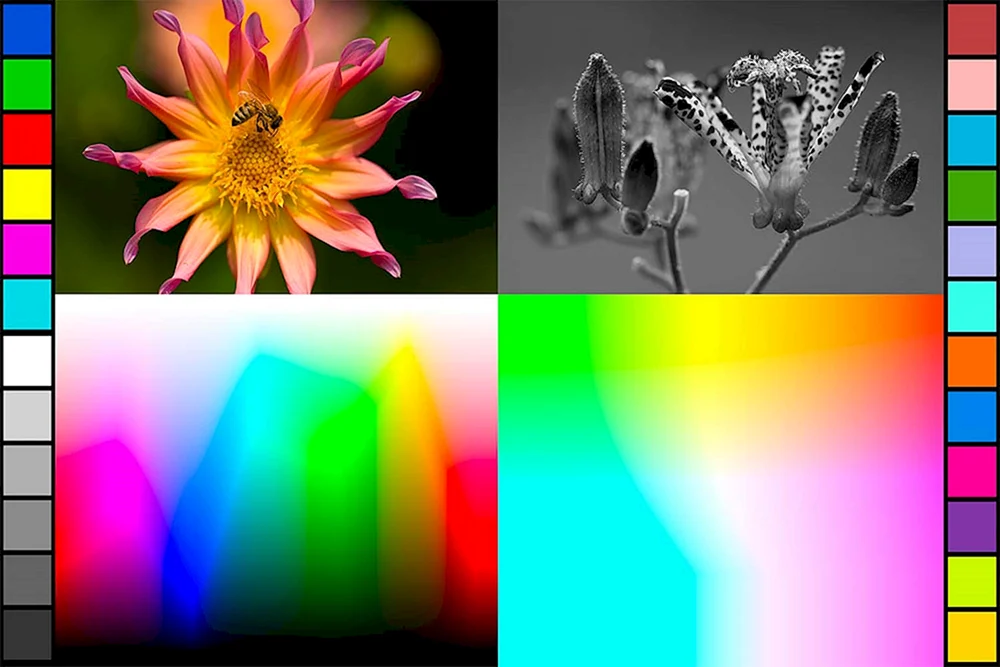 Epson l800