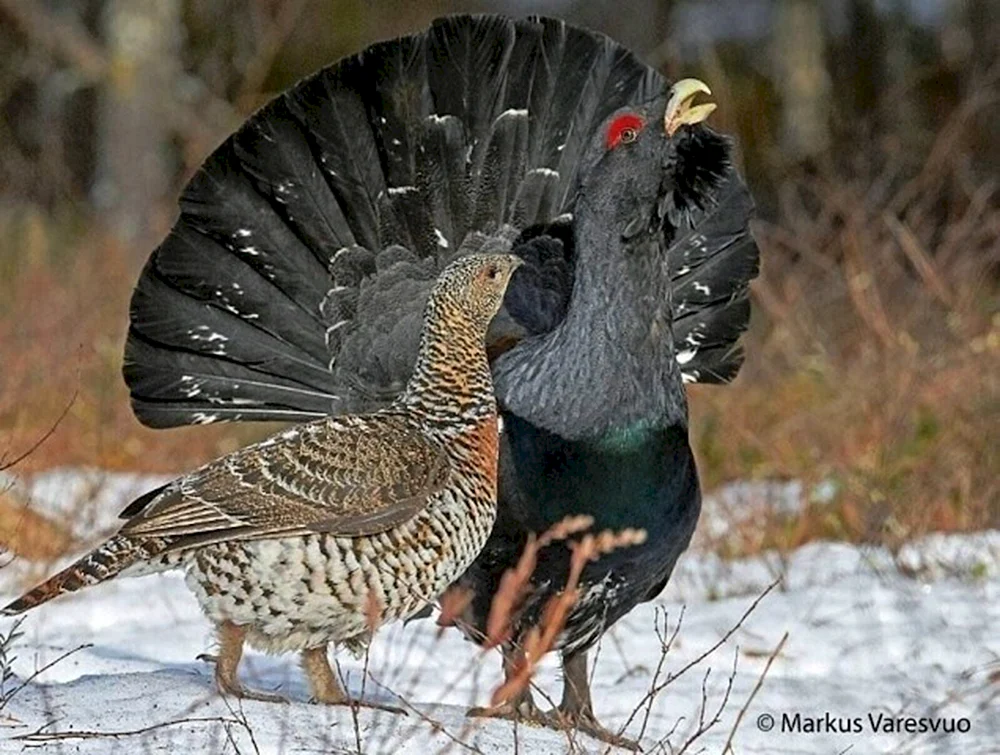 Jagdfasanweibchen