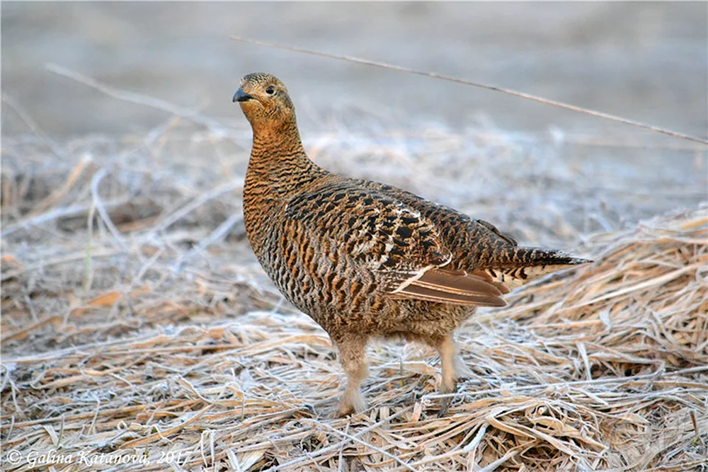 Huhn und Auerhuhn