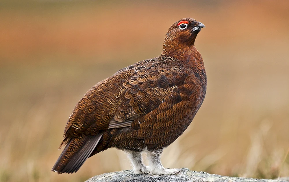 Finkenvogel weiblich