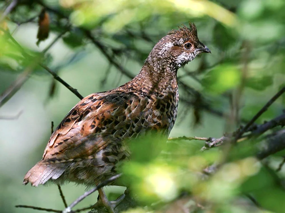 Vögel des Stavropol-Gebietes Spießer