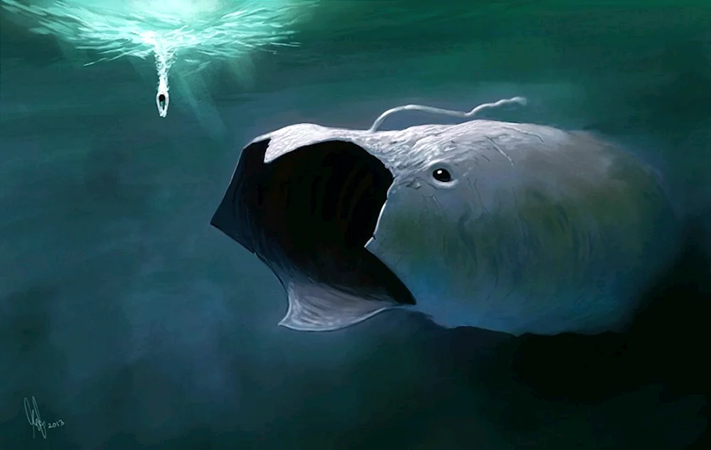 Bloop-Hai bloop