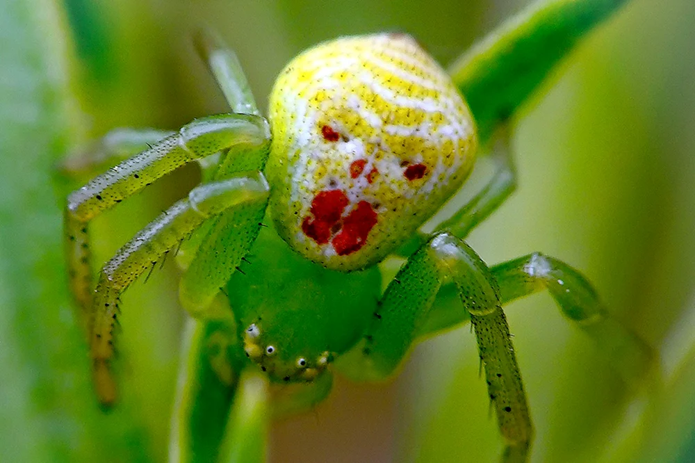 Bokohod Gelbe Giftspinne