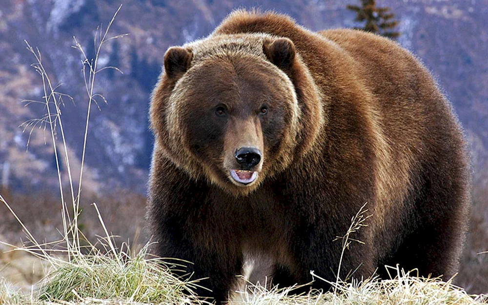 Nordamerika Grizzlybär