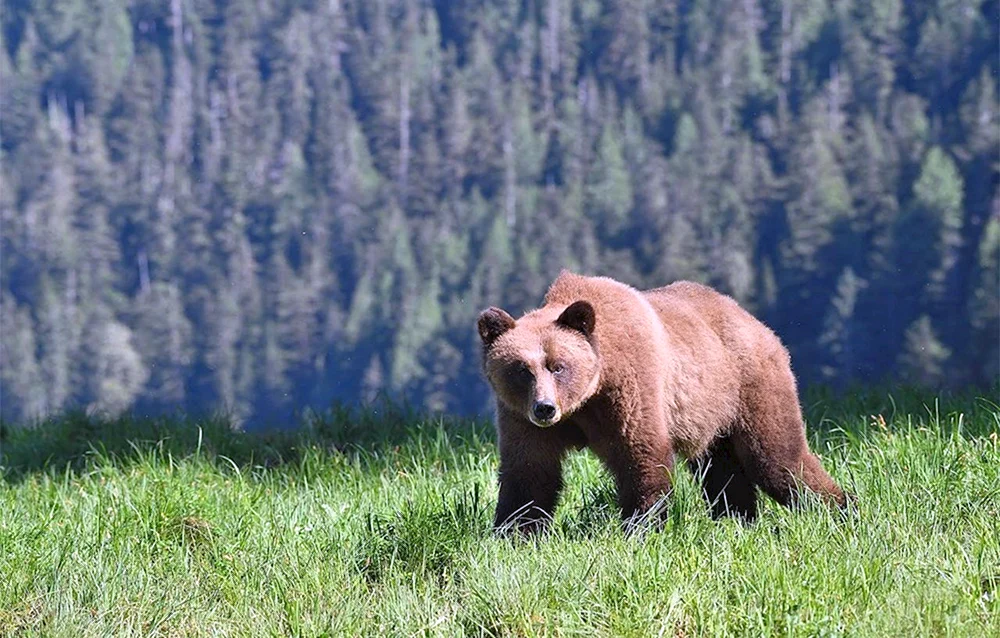 Braunbär in der Taiga