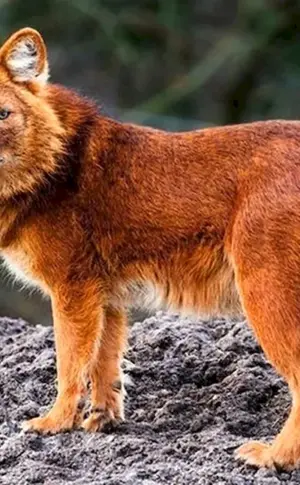 Tien Shan roter Wolf
