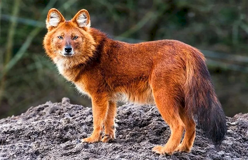 Tien Shan roter Wolf