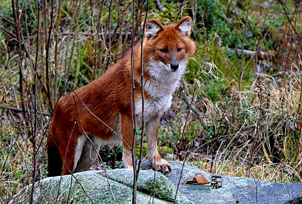 Tian Shan Shan roter Wolf