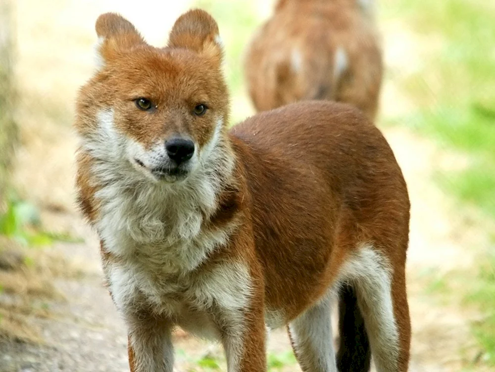 Tian Shan Shan roter Wolf